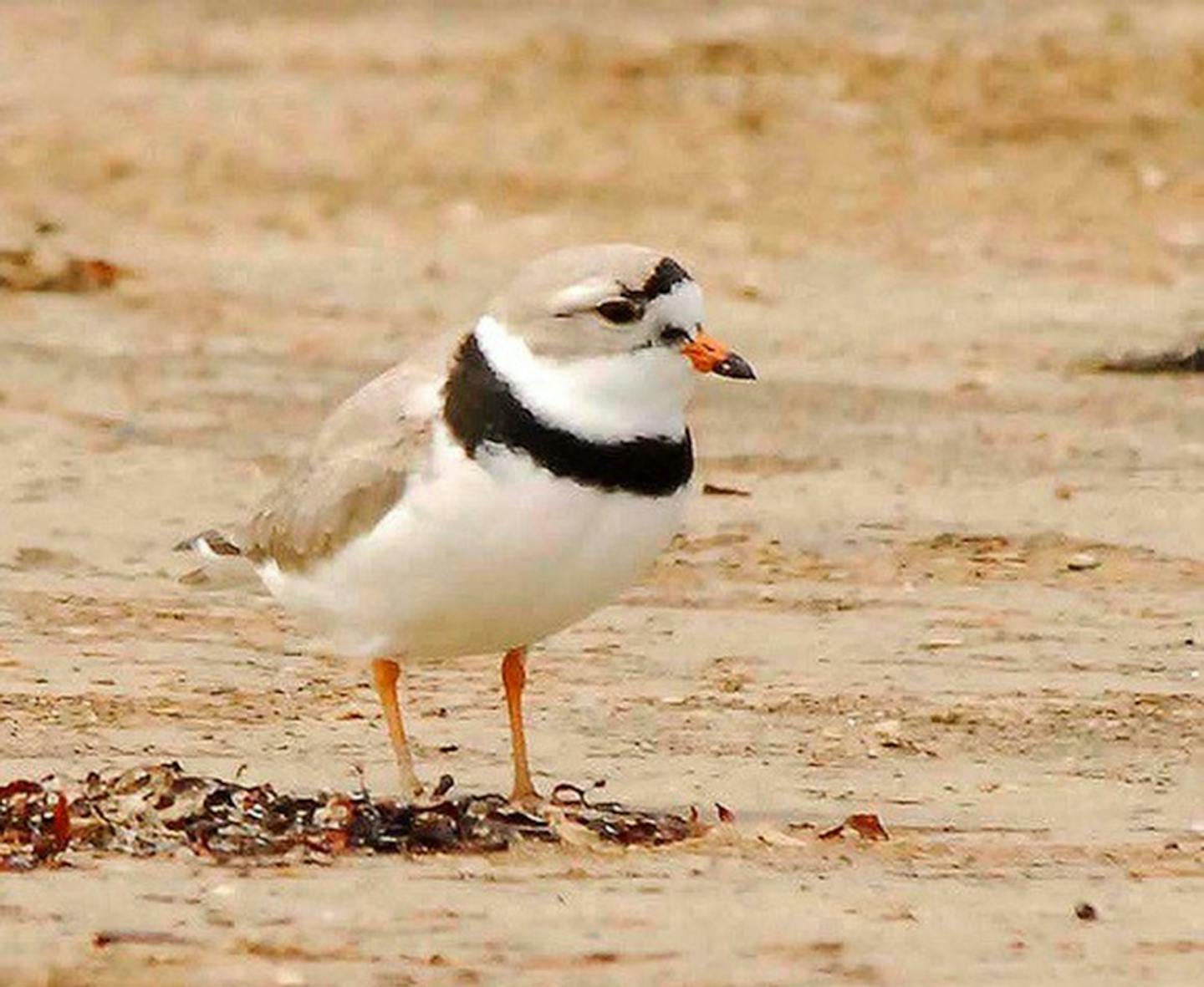 Piping plover
credit: Jim Williams