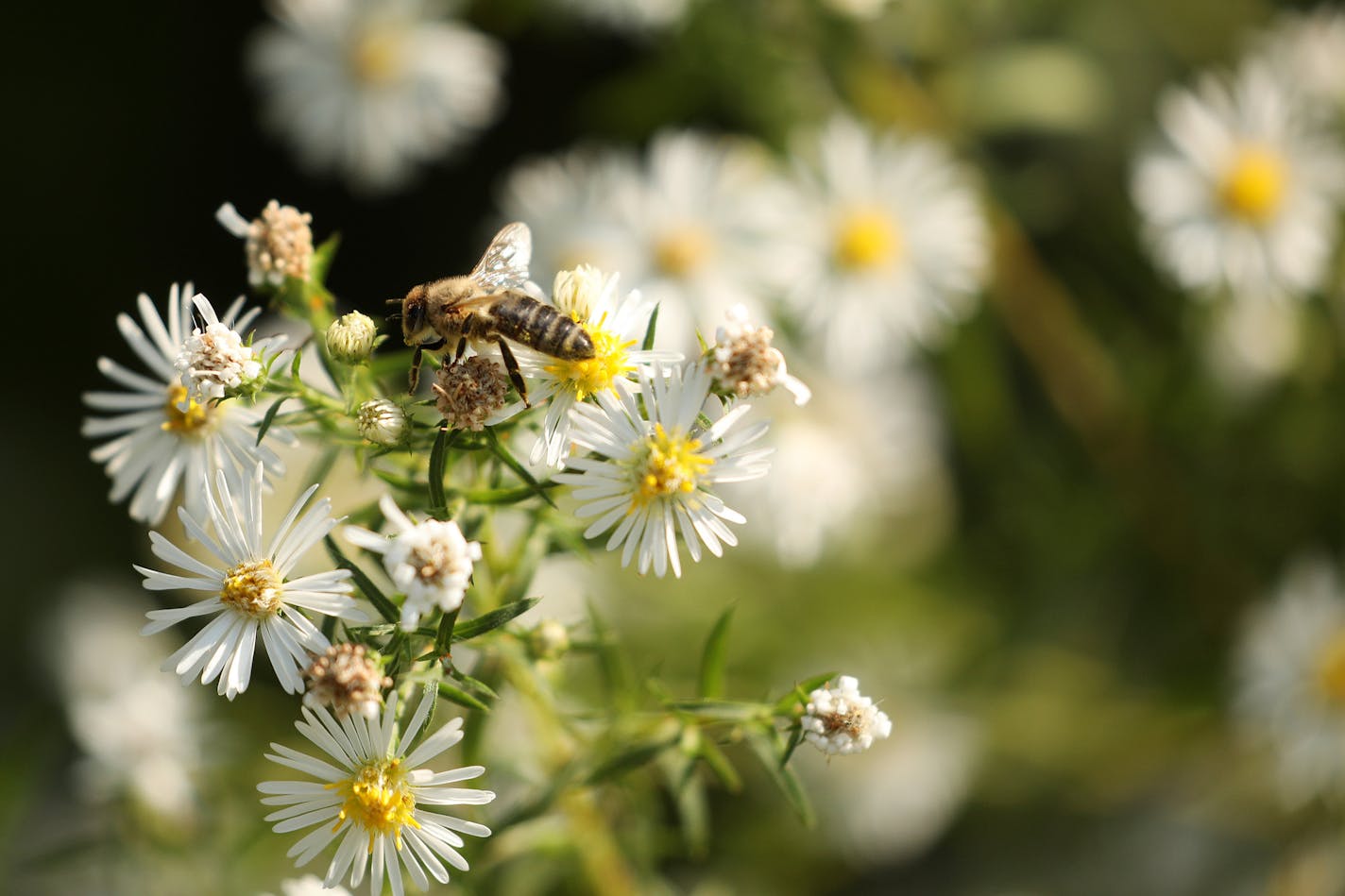 Bees worked in the nearby flowers following the unveiling the city of St. Paul's first bee "Sky-Rise" habitat. ] ANTHONY SOUFFLE &#xef; anthony.souffle@startribune.com Public Art St. Paul held a event to unveil the city's first bee "Sky-Rise" habitat Wednesday, Sept. 13, 2017 near Como Park in St. Paul, Minn. The high rise home for pollinators was designed to not only provide bee habitat, but to allow researchers to study how wild bees use man-made structures.