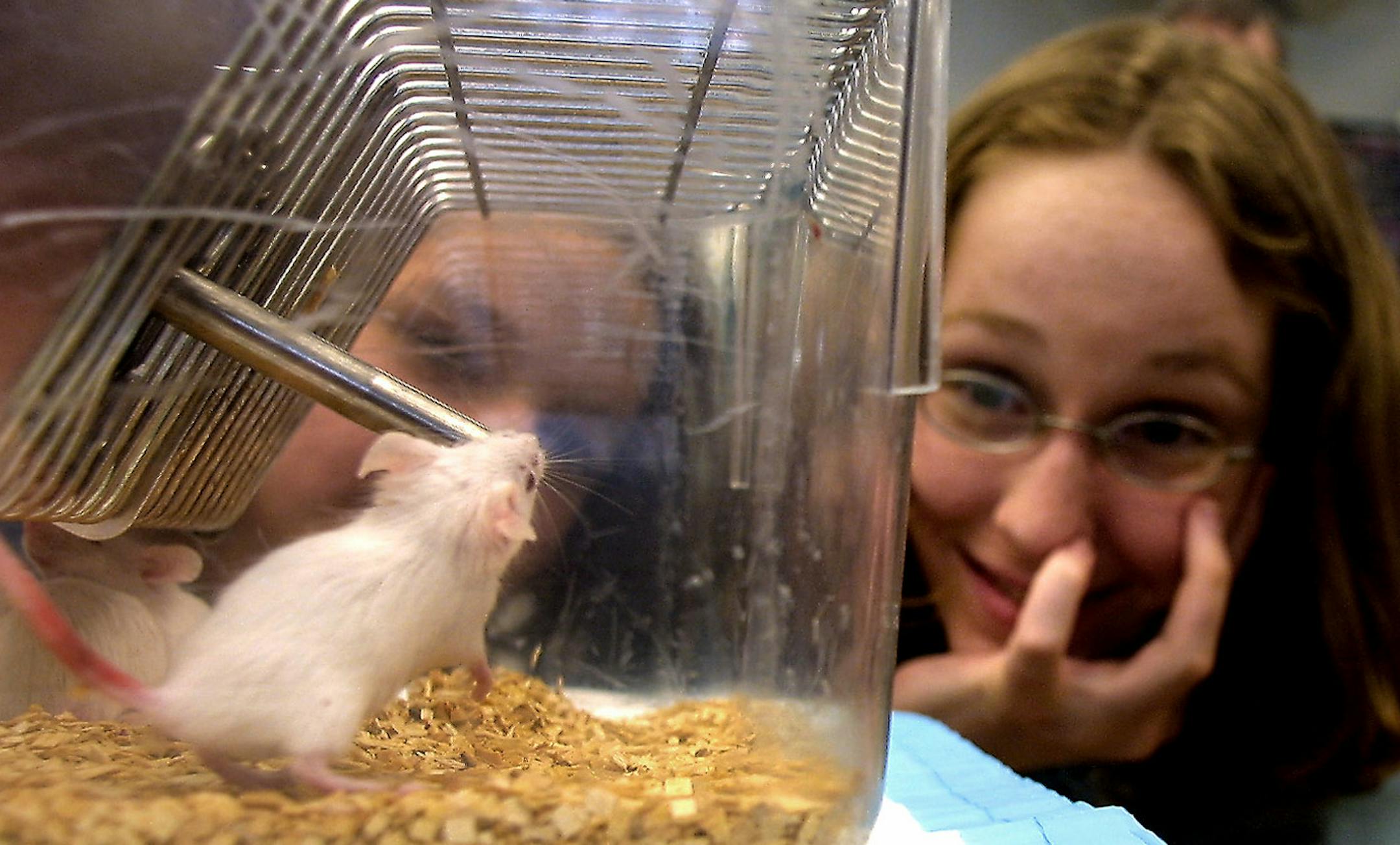 GENERAL INFORMATION: MINNEAPOLIS, MN - THUR - 4/26/2001 - Frank Burton, pharmacologist, has genetically engineered mice to have Tourette's Syndrome. On Thursday he will do a presentation on his mice and his research to children with Tourette's syndrome. He says that it's one of the best ways to get kids to understand that their behavior is not their fault, it's the result of a neurological disorder.
IN THIS PHOTO: One of Burton's research mice gets close observation by L-R: Shelly Suneson, 15, W