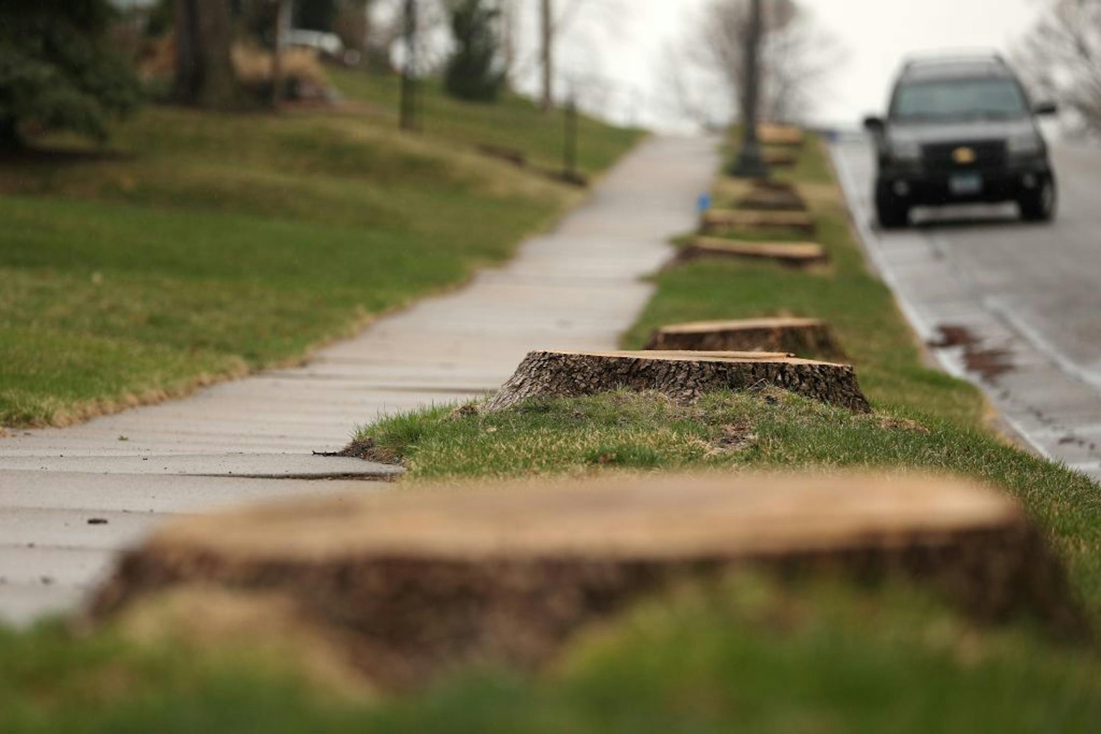 A row of stumps lined Montana Avenue west of Grotto Street after the trees were cut down in attempt to manage Emerald Ash Borer by the city of St. Paul.