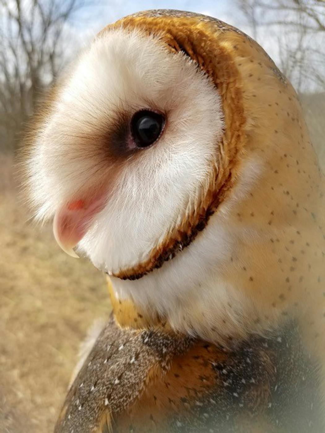 Piper, the resident barn owl at the International Owl Center in Houston, Minn.