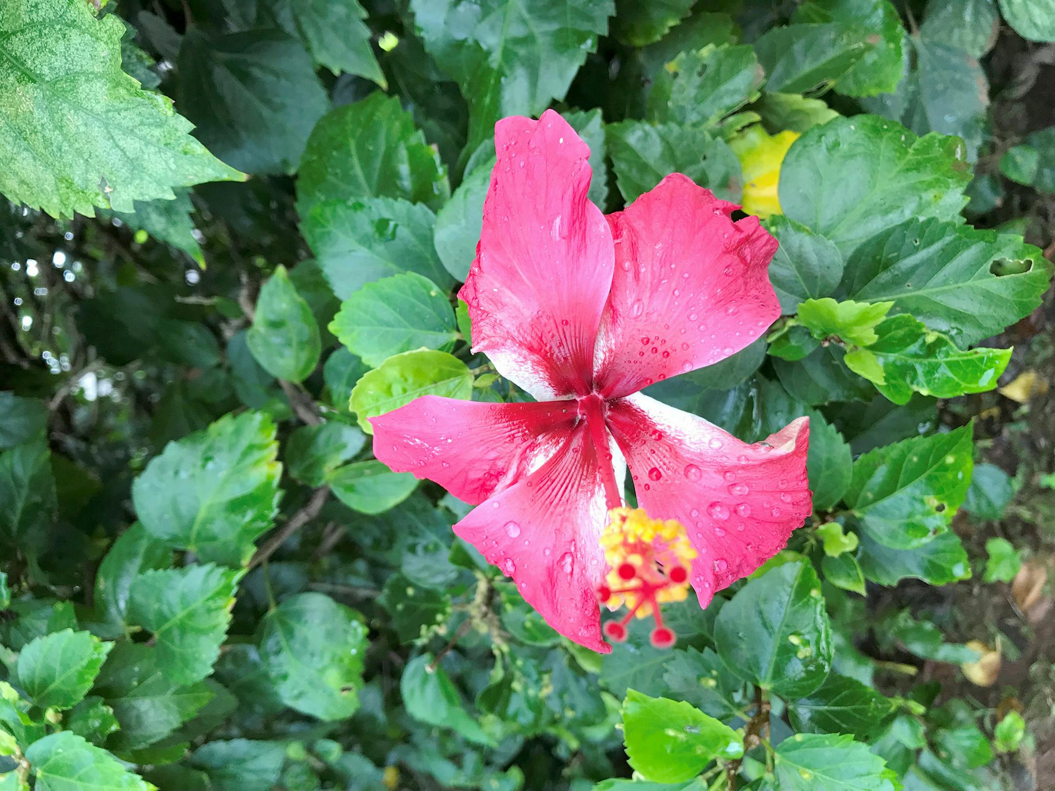 Lush Maui foliage. Kerri Westenberg/Star Tribune
