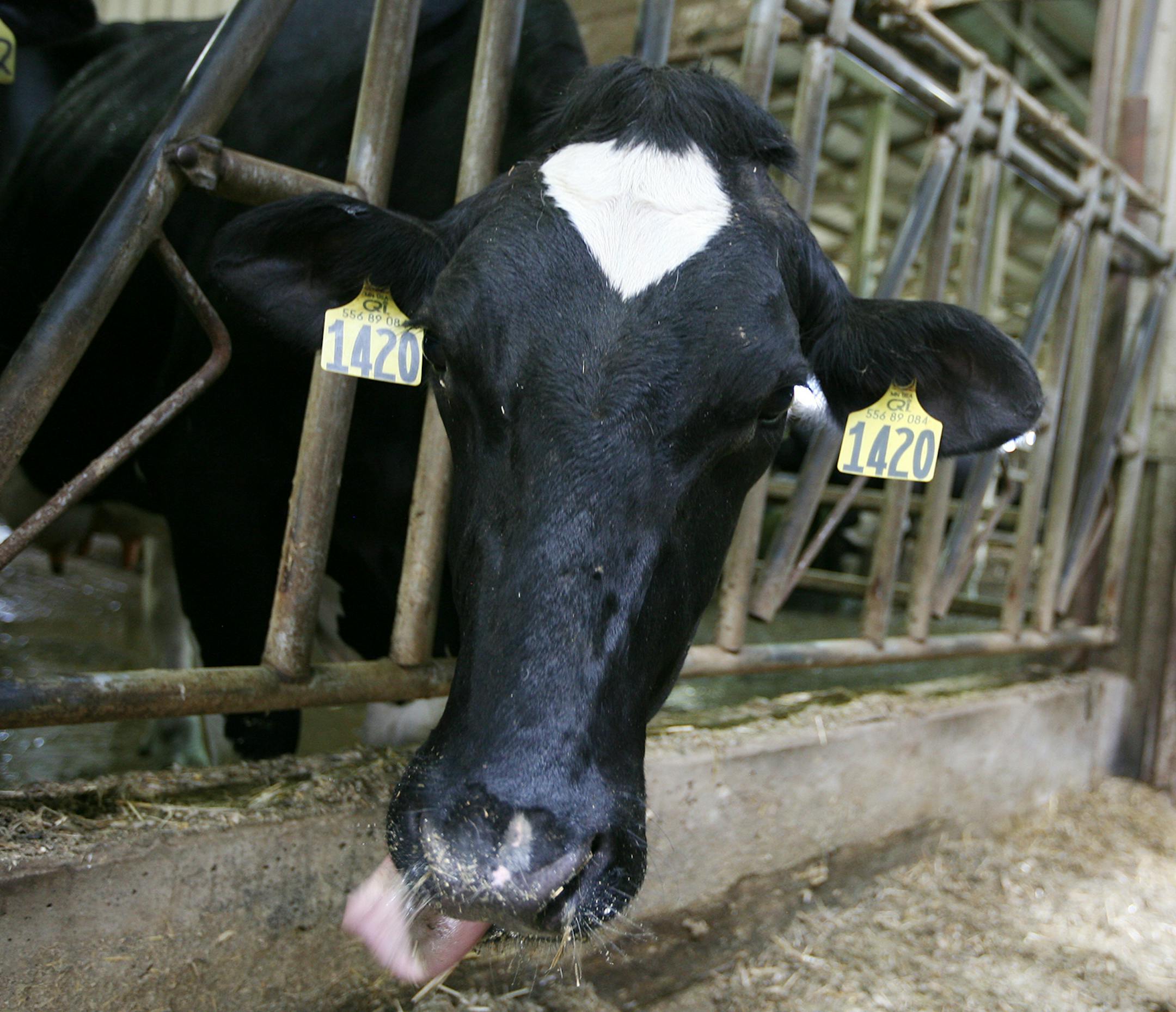 Heifers stick their heads through wide bars in stalls at Poppler Dairy Farm in Waverly July 25, 2013. Since most stalls and the milking parlor are made with metal, the cattle sensed stray electric currents in the land whenever they or their whiskers touched them. (Courtney Perry/Special to the Star Tribune)