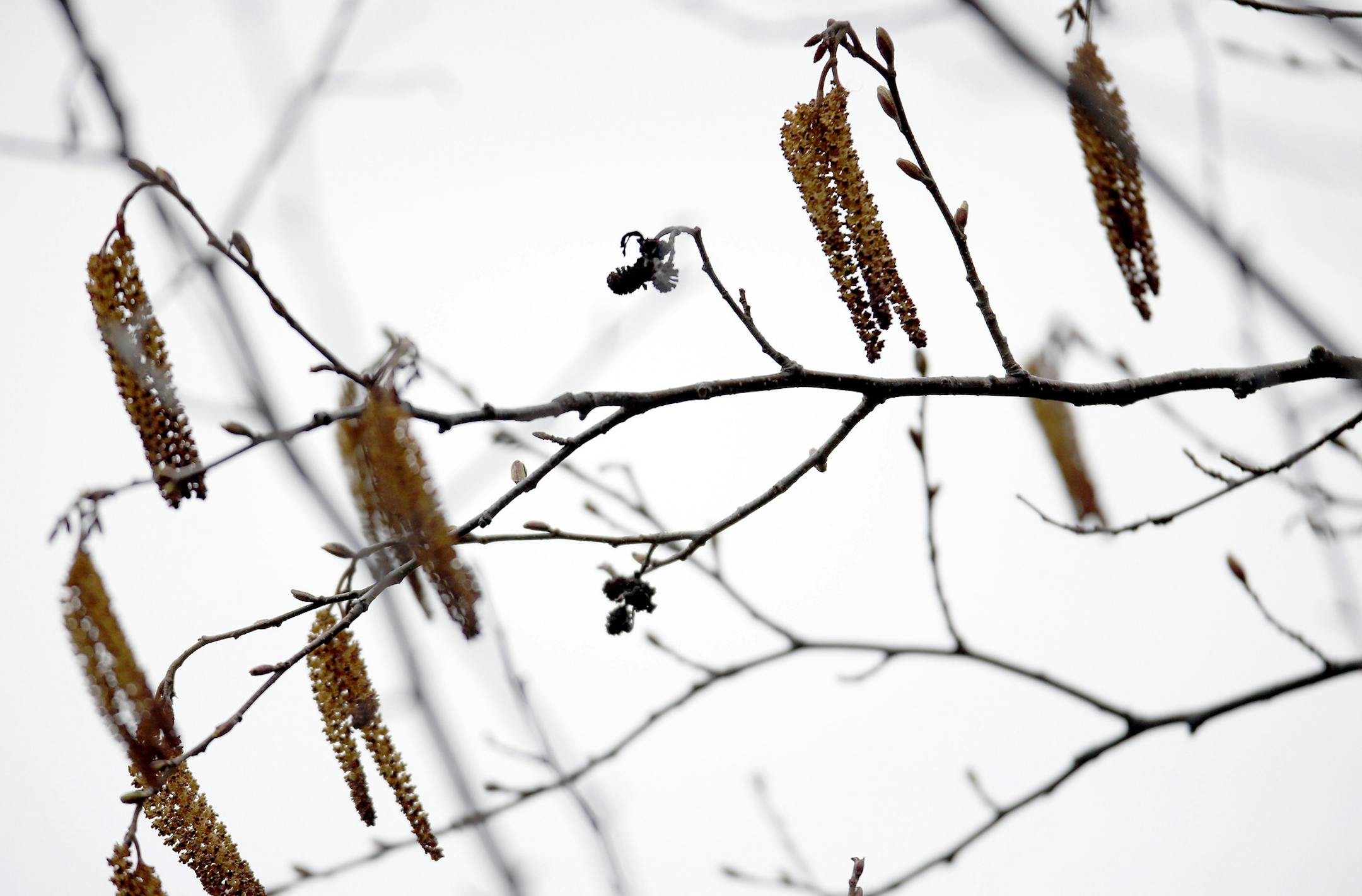] CARLOS GNZALEZ cgonzalez@startribune.com May 5, 2013, East Bethel, Minn., Of the 2.5 million surface acres known in Minnesota as School Trust Lands, fewer are as controversial -- and possibly precedent setting -- as 60 acres of the Sandhill Crane Natural Area in East Bethel. The DNR has proposed to clear cut the area, saying that many of the trees are wilted and infested with insects. Opponents say that a dramatic clearing would affect habitat, but their biggest complaint lies with the DNR try
