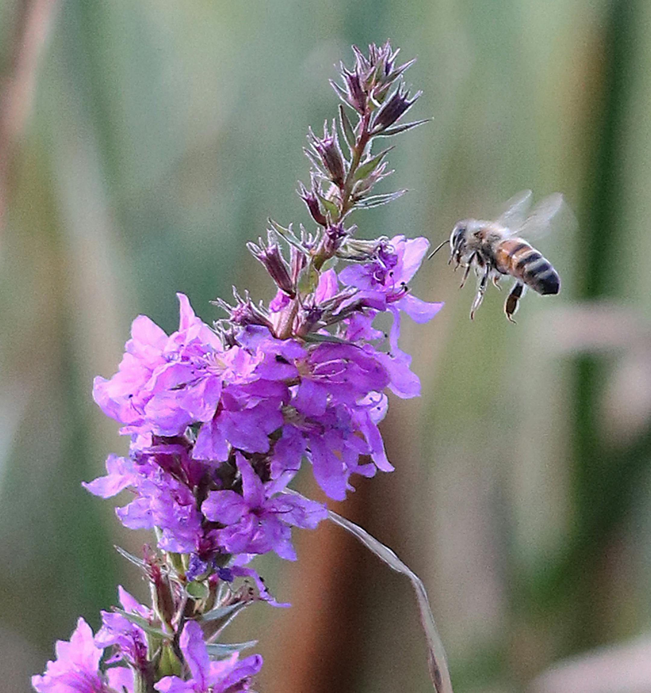 Jerry Lasster, St Louis Park: Bee a Honey, the gathering of pollen in autumn [focus110517