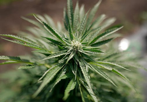 Hemp Plant. Saturday, Sept. 10, 2022,  Elk River, Minn. After two years of selling its unique seed-to-shelf wellness products, Carpe Diem celebrated its success by inviting 400 customers and wholesale distributors to its 80-acre farm in Elk River, Minn., for its annual harvest. In addition to ÒgatheringÓ a portion of Carpe DiemÕs 5,000 hemp plants, attendees enjoyed a health and wellness festival with local vendors and supporters of the CBD oil product developer and supplier.  ] Brian Peterson ¥ brian.peterson@startribune.com