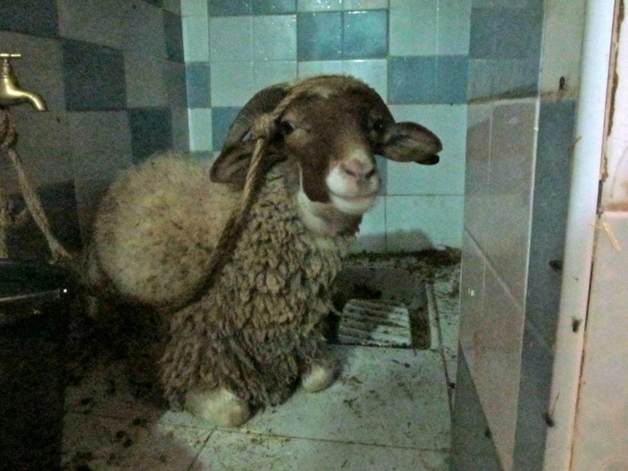 Our new family member in his new spot, conveniently located on the squat toilet adjacent to our kitchen. He's a very well-behaved sheep.