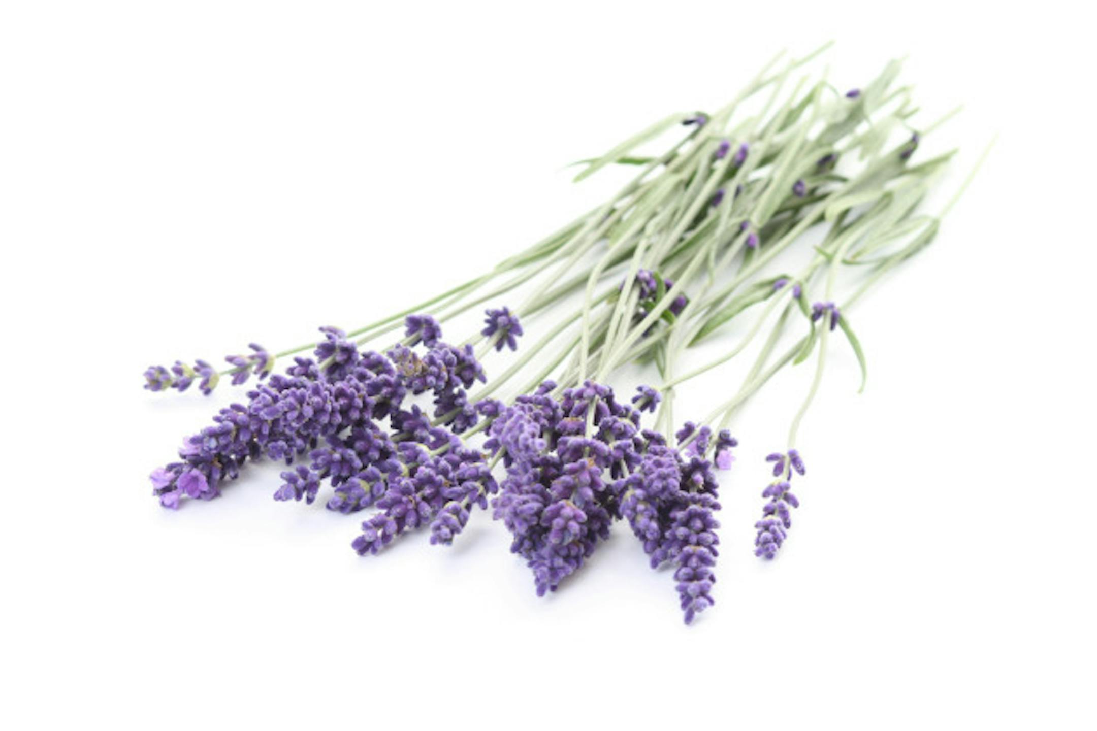 bunch of lavender on white background
