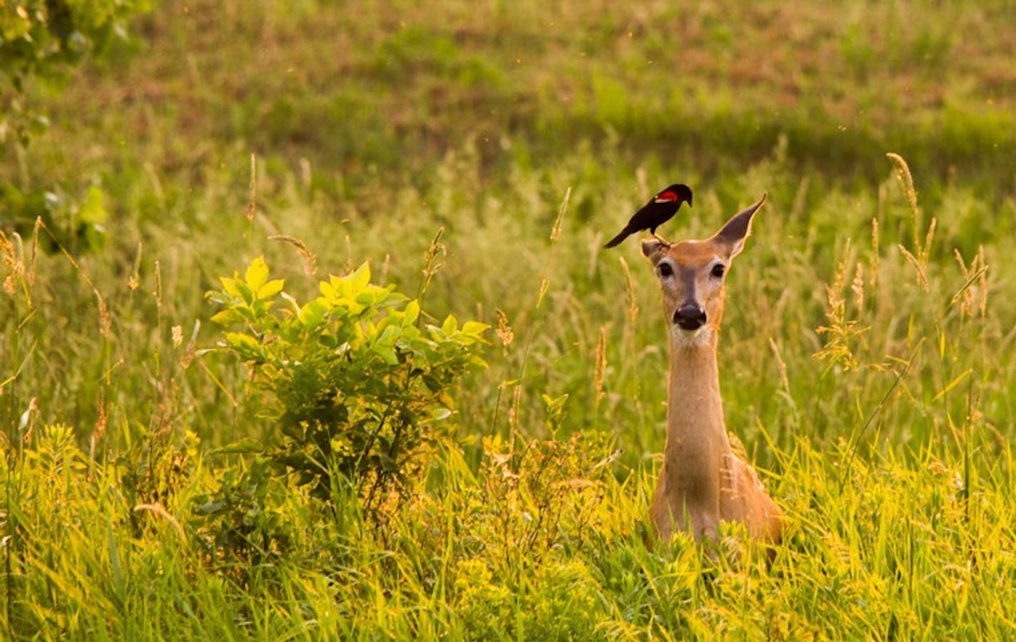 Red-winged Blackbird eating ticks off a white-tailed deer within the auto tour route of Big Stone National Wildlife Refuge. Courtesy U.S. Fish and Wildlife Service.