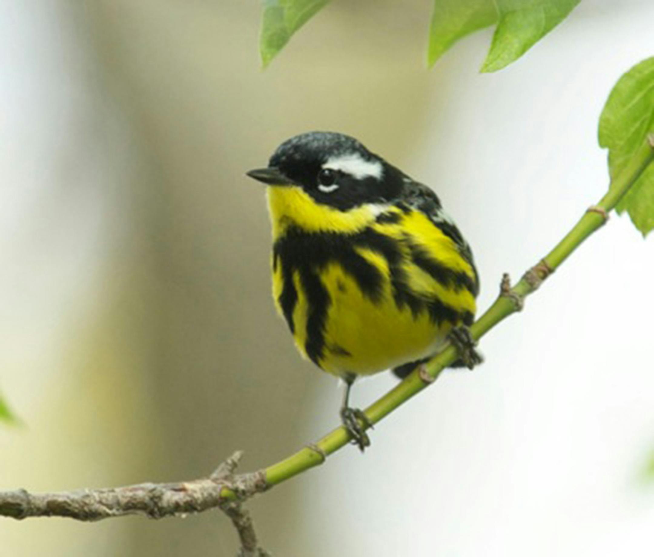 Magnolia warblers follow the same migration route every year.