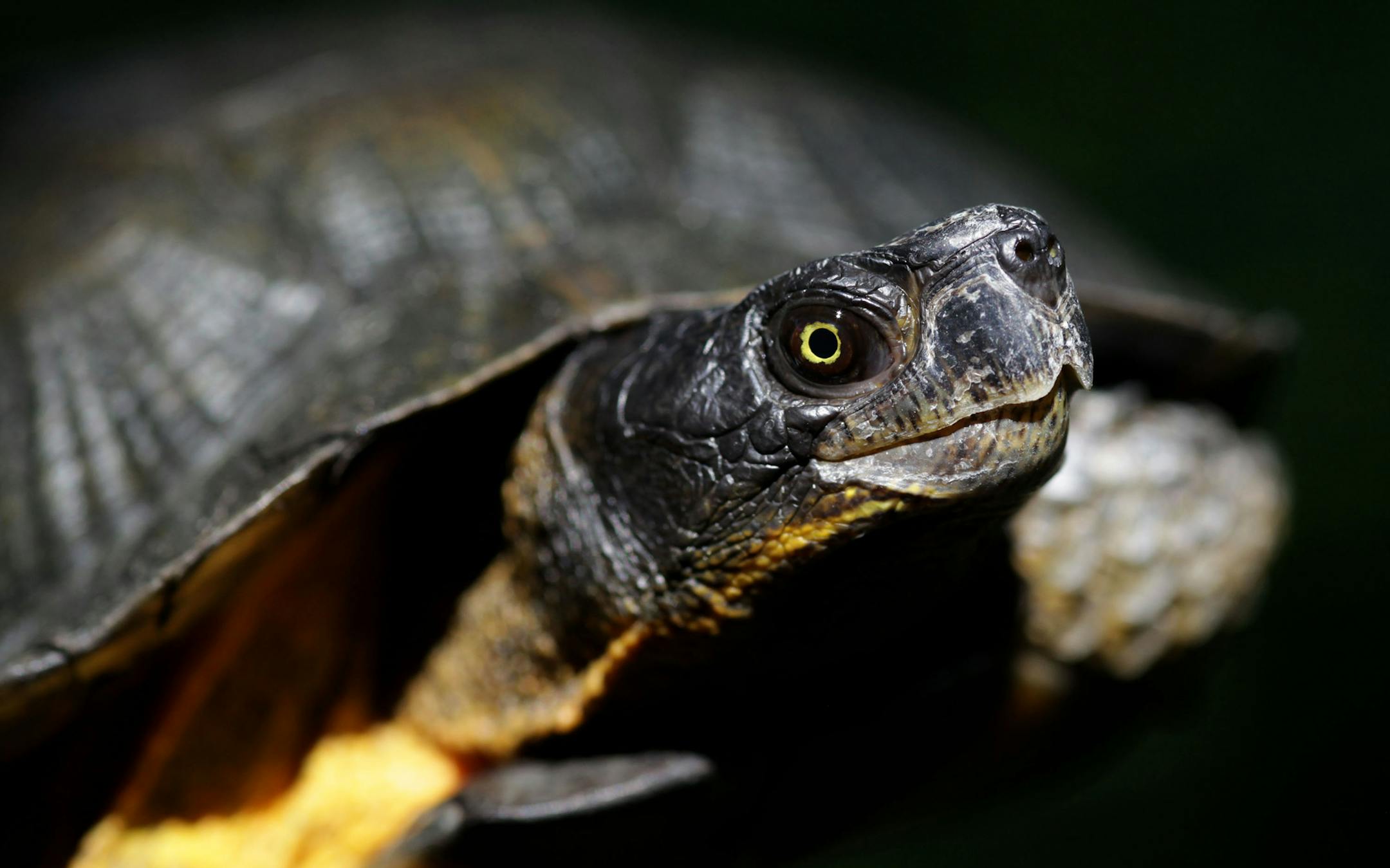 Carol D. Hall holds a wood turtle at French Regional Park on Thursday afternoon. ] John J. Moriarty and Carol D. Hall are co-authors of the new book "Amphibians and Reptiles in Minnesota." MONICA HERNDON monica.herndon@startribune.com Plymouth, MN 07/24/14 ORG XMIT: MIN1407241335281070