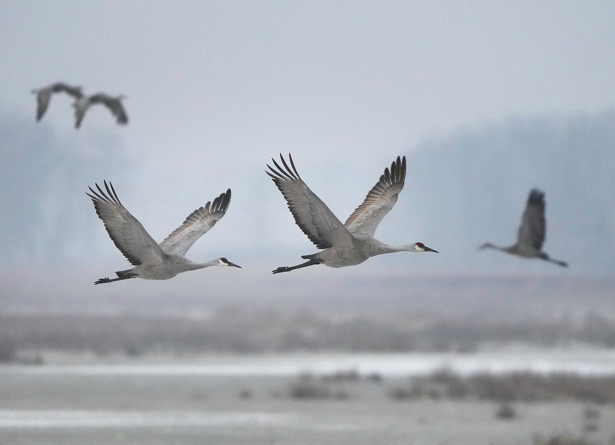 Sandhill cranes leave Sherburne National Wildlife Refuge, some to continue migration, others to feed in nearby fields, after roosting.