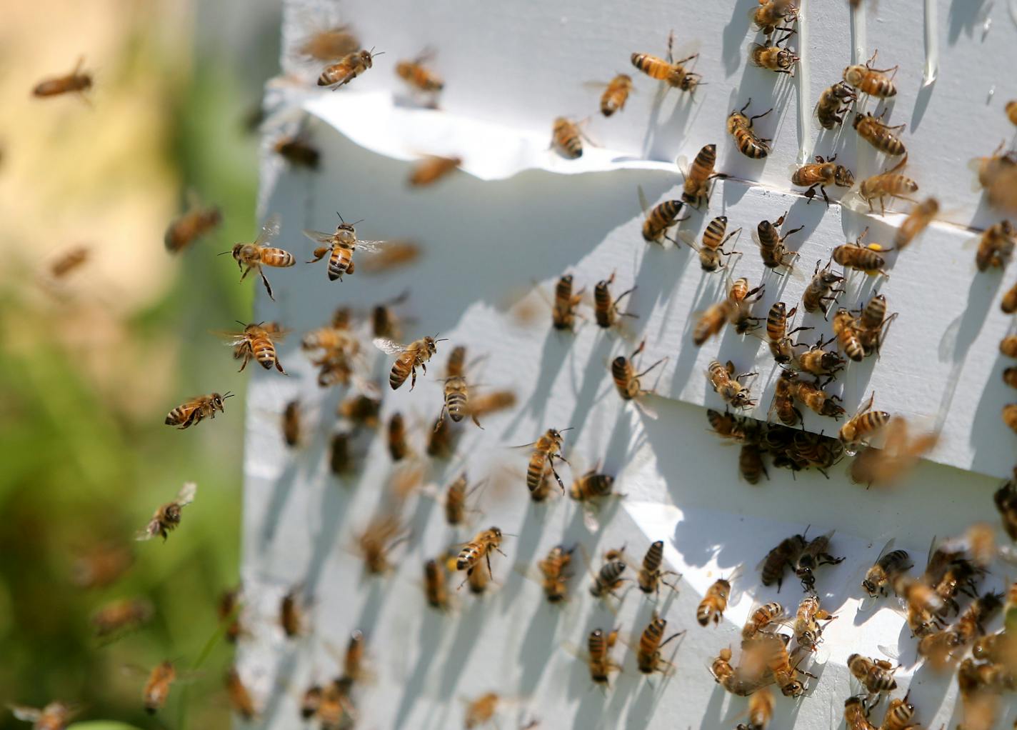 Reinas de Miel consists of five women and one youth who work at the hives every Thursday, including Thursday, July 23, 2015, at a farm in Lakeville, MN. Here, honey bees come and go from a bee hive. Urban Ventures has partnered with the University of Minnesota to train low-income women to become beekeepers.](DAVID JOLES/STARTRIBUNE)djoles@startribune.com Urban Ventures has partnered with the University of Minnesota to train low-income women to become beekeepers. They already have six women who a