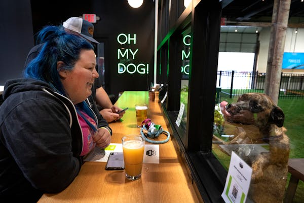 Plymouth vet opens indoor dog park, restaurant and pet retreat all under one 'woof'