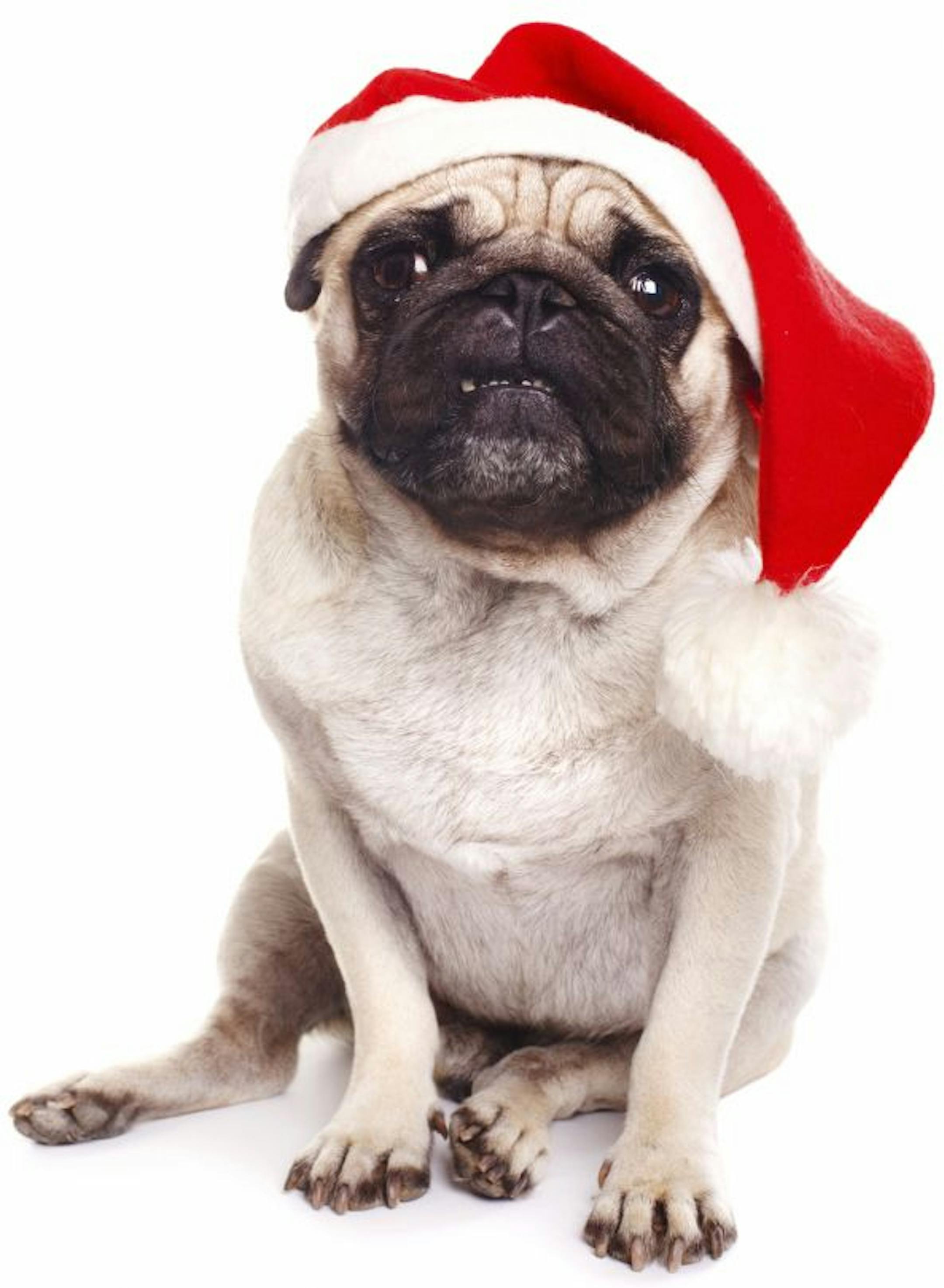 Pug dressed as santa isolated. Dog. Santa. That's all you need to know. From iStock.