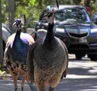 Miami's peacock population is growing, and many neighbors are annoyed by the loud squawking noise, the poop, the destruction of their plants and the s
