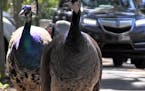 Miami's peacock population is growing, and many neighbors are annoyed by the loud squawking noise, the poop, the destruction of their plants and the s