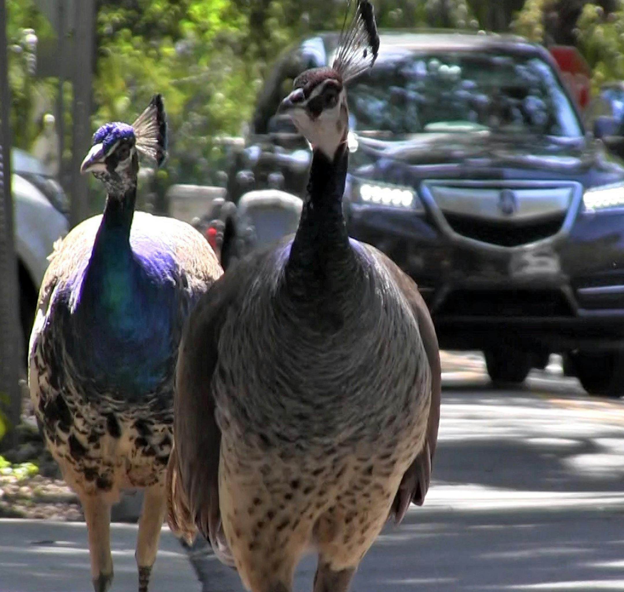 Miami's peacock population is growing, and many neighbors are annoyed by the loud squawking noise, the poop, the destruction of their plants and the scratching of their cars. Other neighbors love the beautiful birds, and feed them, causing feuds between pro-peacock and anti-peacock residents in the Coconut Grove area. (Al Diaz/Miami Herald/TNS)