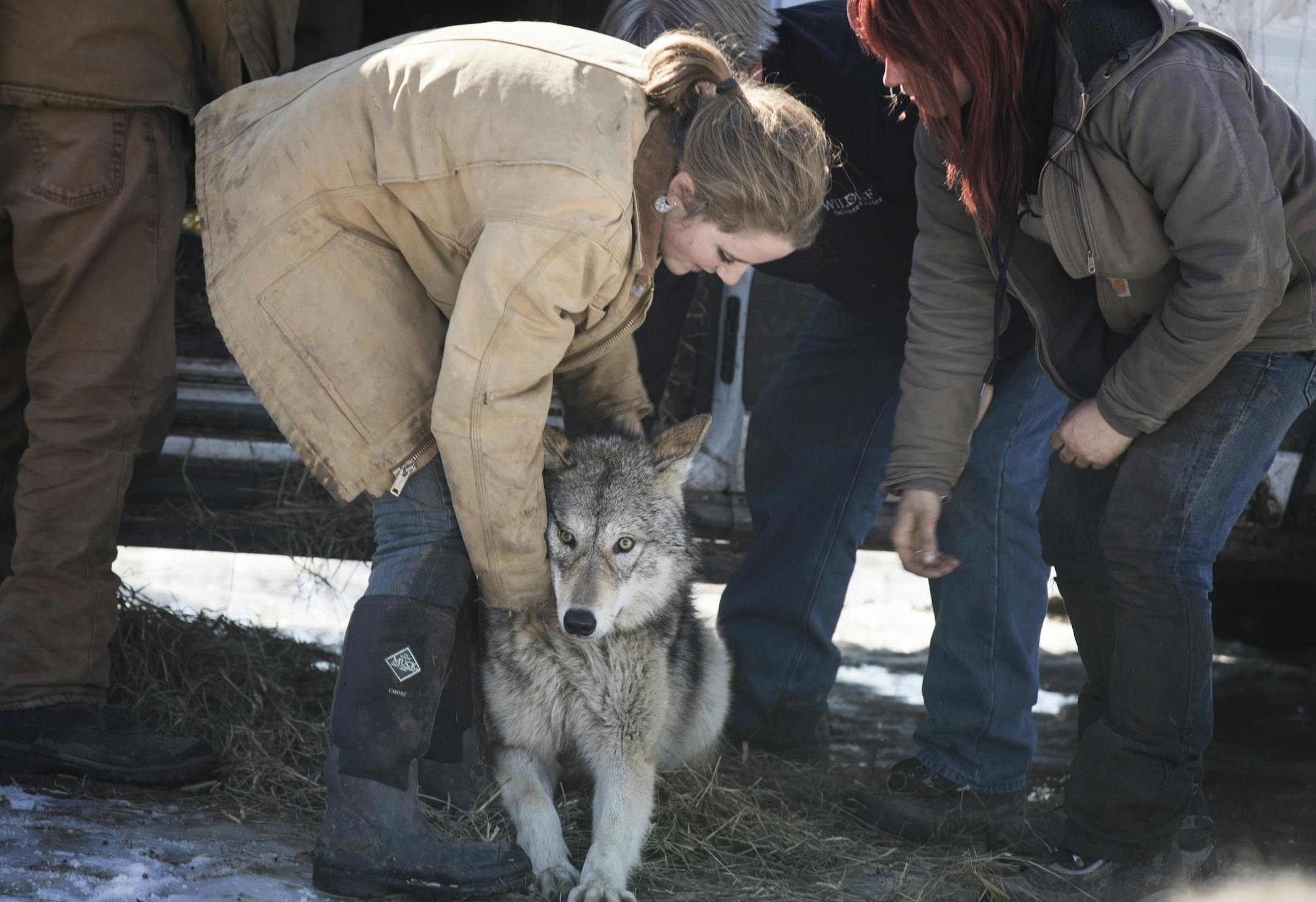 Megan Callahan-Beckel, 17, daughter of the executive director of the Center, encourages an unsure wolf to enter the new habitat in Linwood.