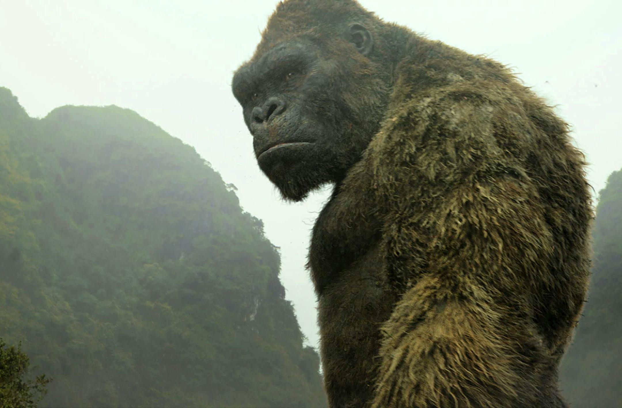 This image released by Warner Bros. Pictures shows a scene from, "Kong: Skull Island." A musical version of "King Kong" is hoping to make Broadway go bananas. Officials at Global Creatures, the Australian company behind the hit arena show "Walking With Dinosaurs," said Wednesday their version of the classic ape story will land in the fall of 2018 at the Broadway Theatre. (Warner Bros. Pictures via AP)