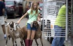 Quinn Czeck, 13, of Sterns County helped Scott Walberg, of Alexandria, (at right in green) load 28 goats onto a trailer as they packed up to leave on 
