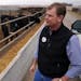 Tom Revier looked over a pen full of black angus steers that are about 60-days from sending to slaughter during a tour of his facility. ] ANTHONY SOUF