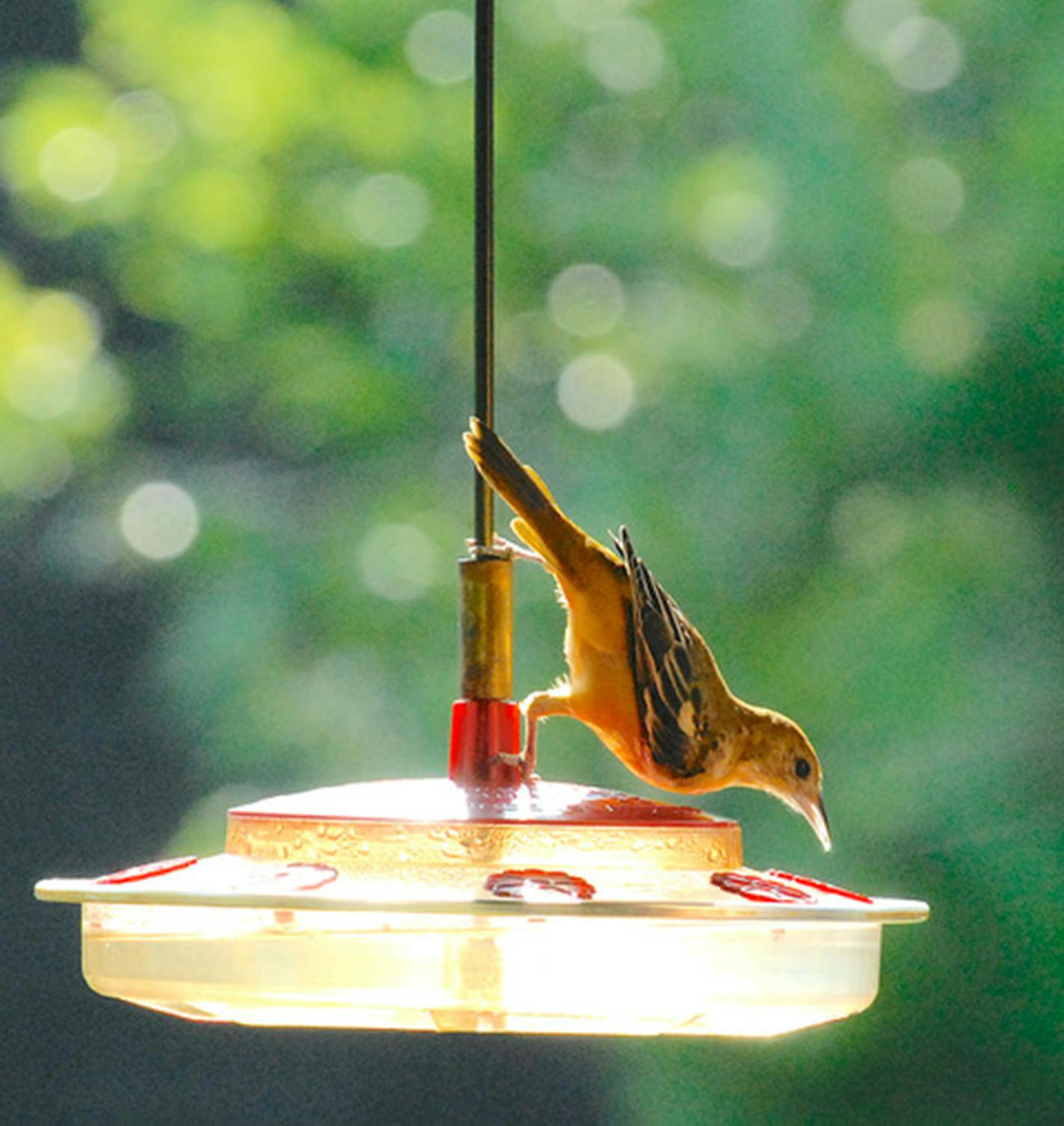 Baltimore oriole at a hummingbird feeder.