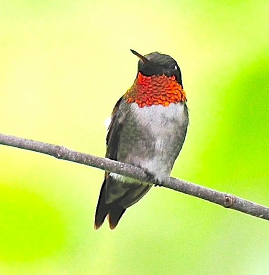 Ruby-throated hummingbirds relish sap wells, too.