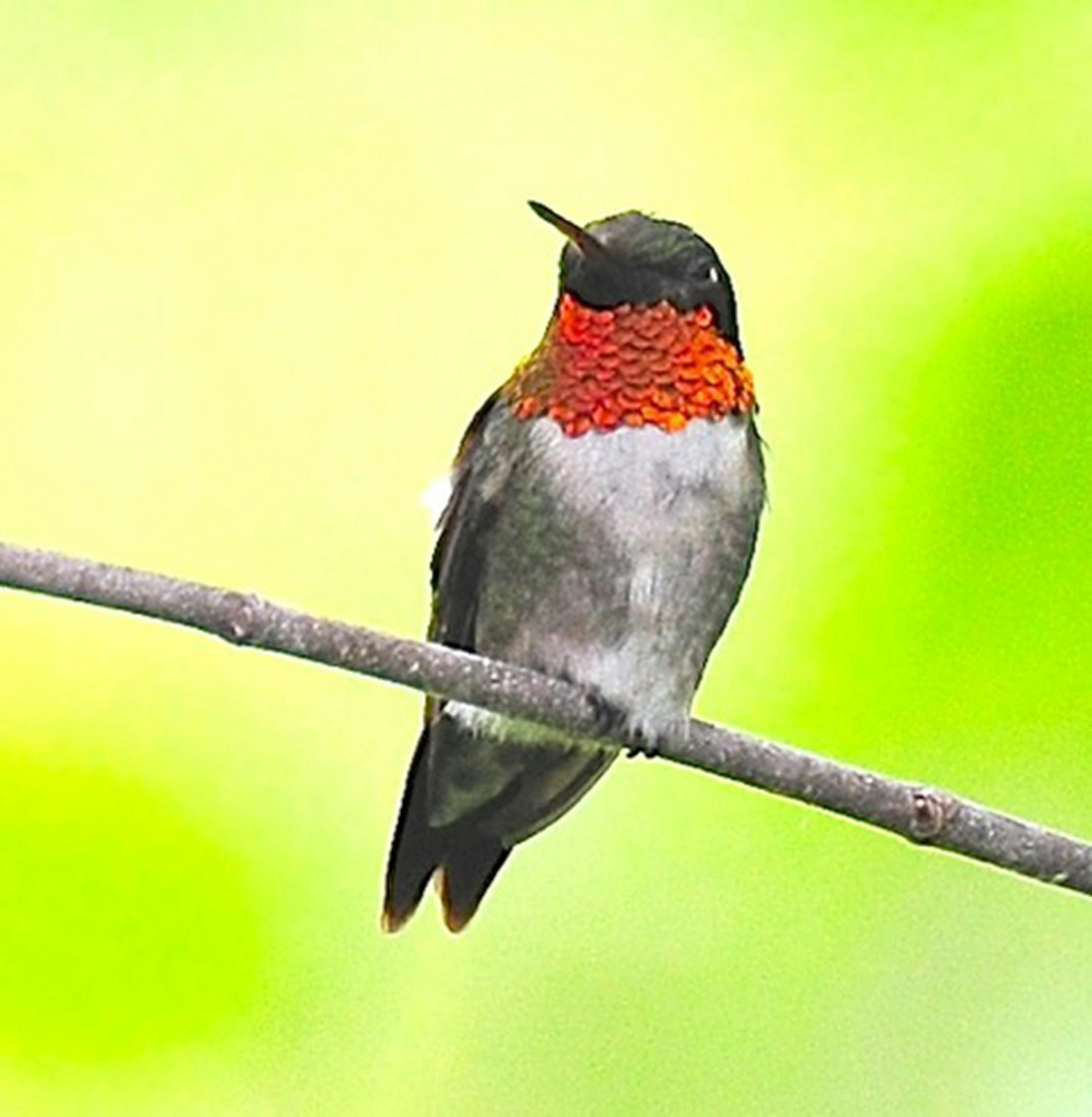 Ruby-throated hummingbirds relish sap wells, too.Jim Williams photo