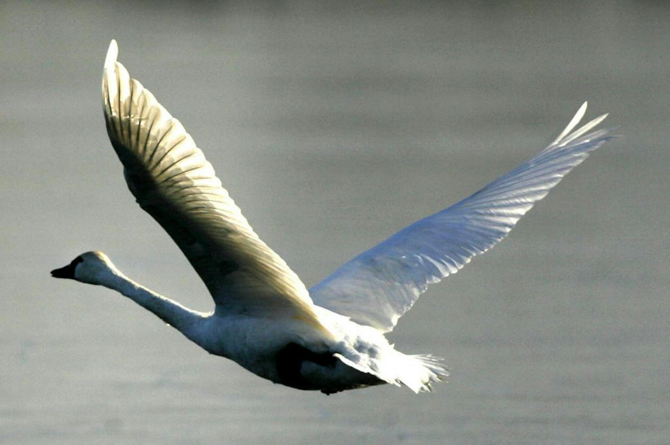 A lone tundra swan