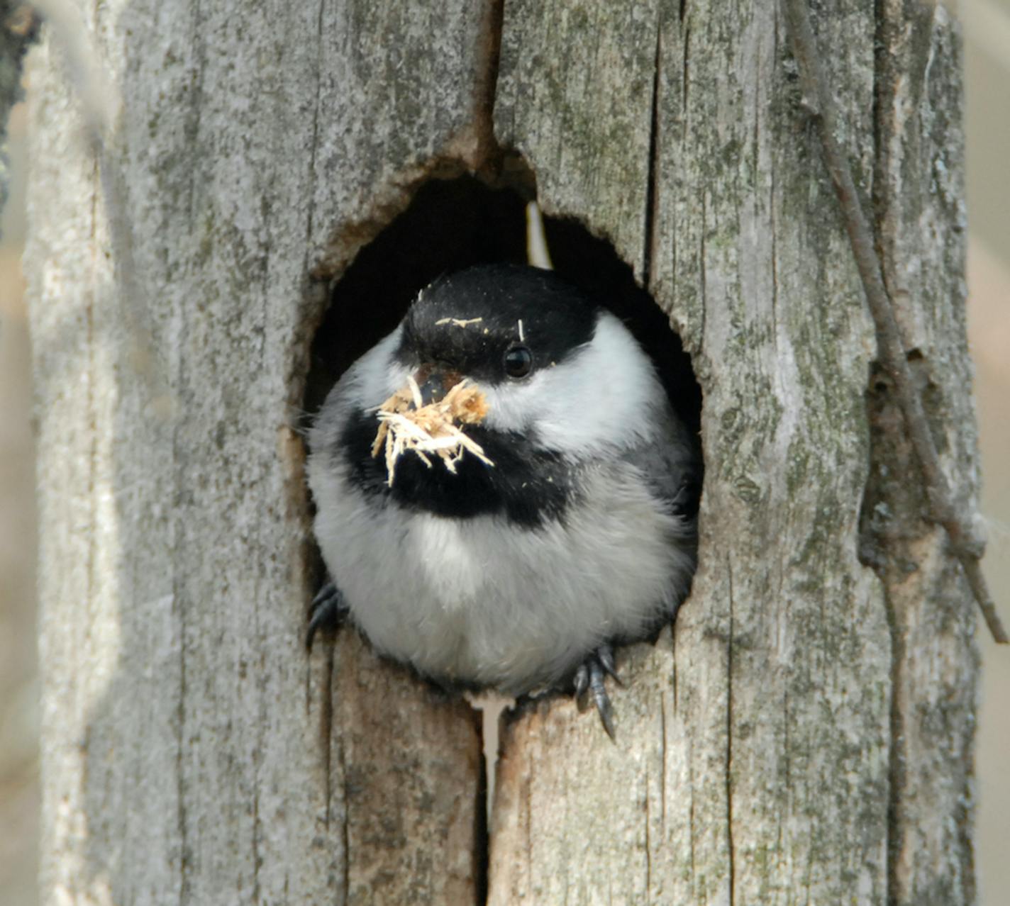 A chickadee excavates a hole in a tree for its nest. Photo by Jim Williams