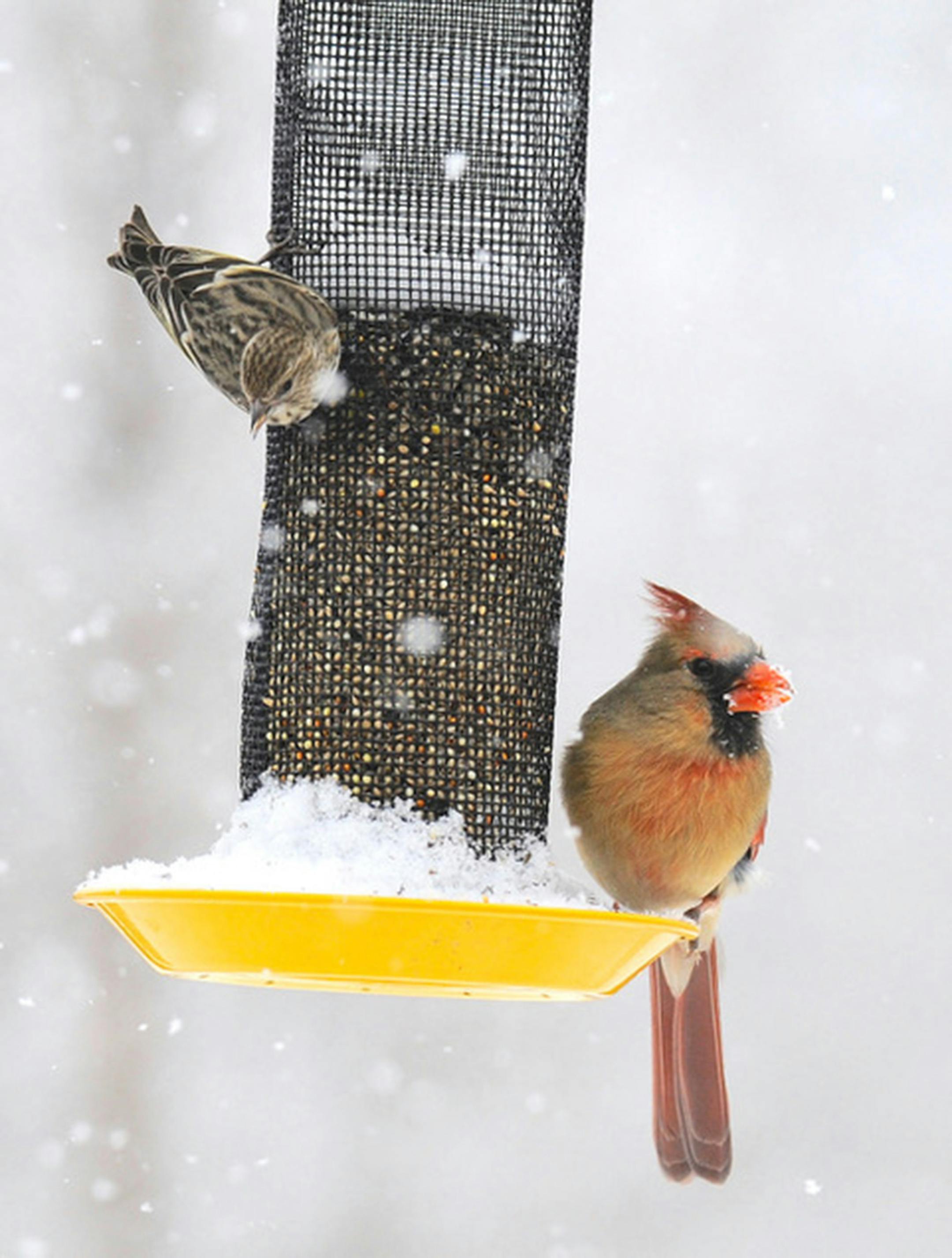 Jim Williams photo: Cardinal at feeder