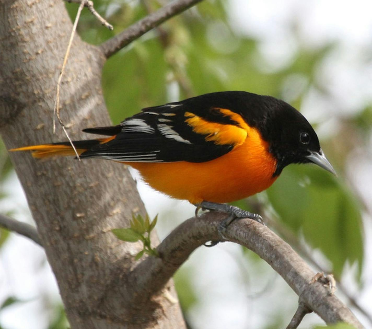 Don Severson
Oriole populations are down by 40 percent.ONE TIME USE ONLY