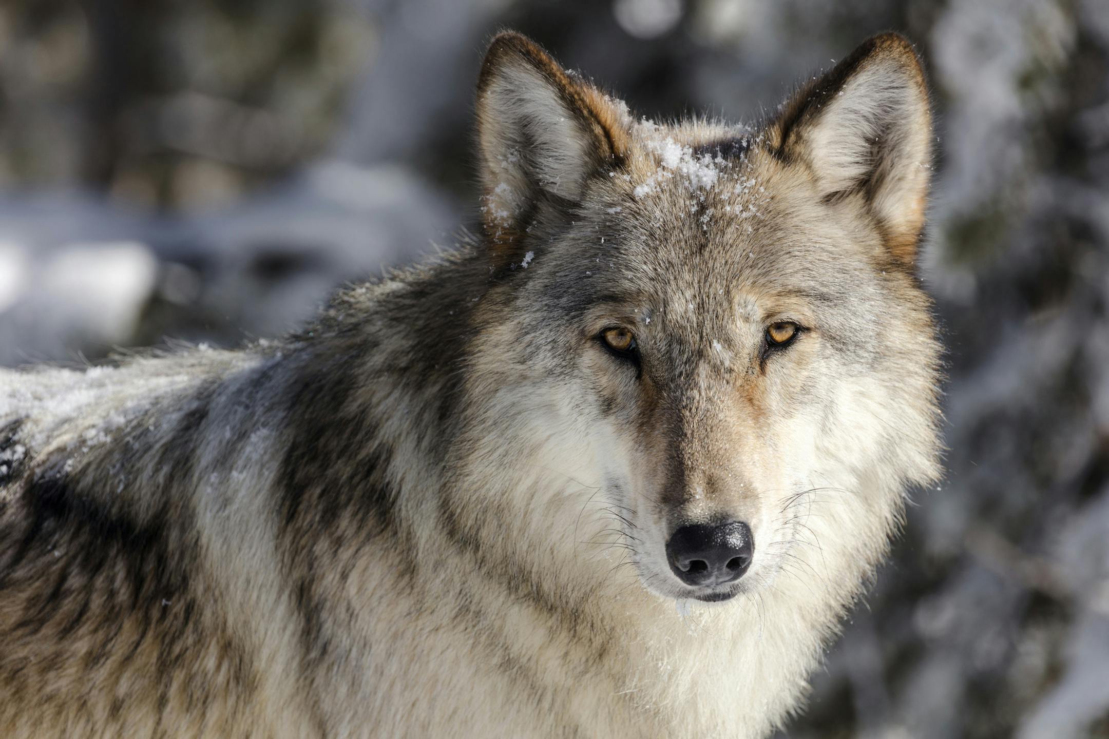 This Nov. 7, 2017, photo provided by the National Park Service shows a wolf in Yellowstone National Park, Wyo. Wolves have repopulated the mountains and forests of the American West with remarkable speed since their reintroduction 25 years ago, expanding to more than 300 packs in six states. (Jacob W. Frank/National Park Service via AP)
