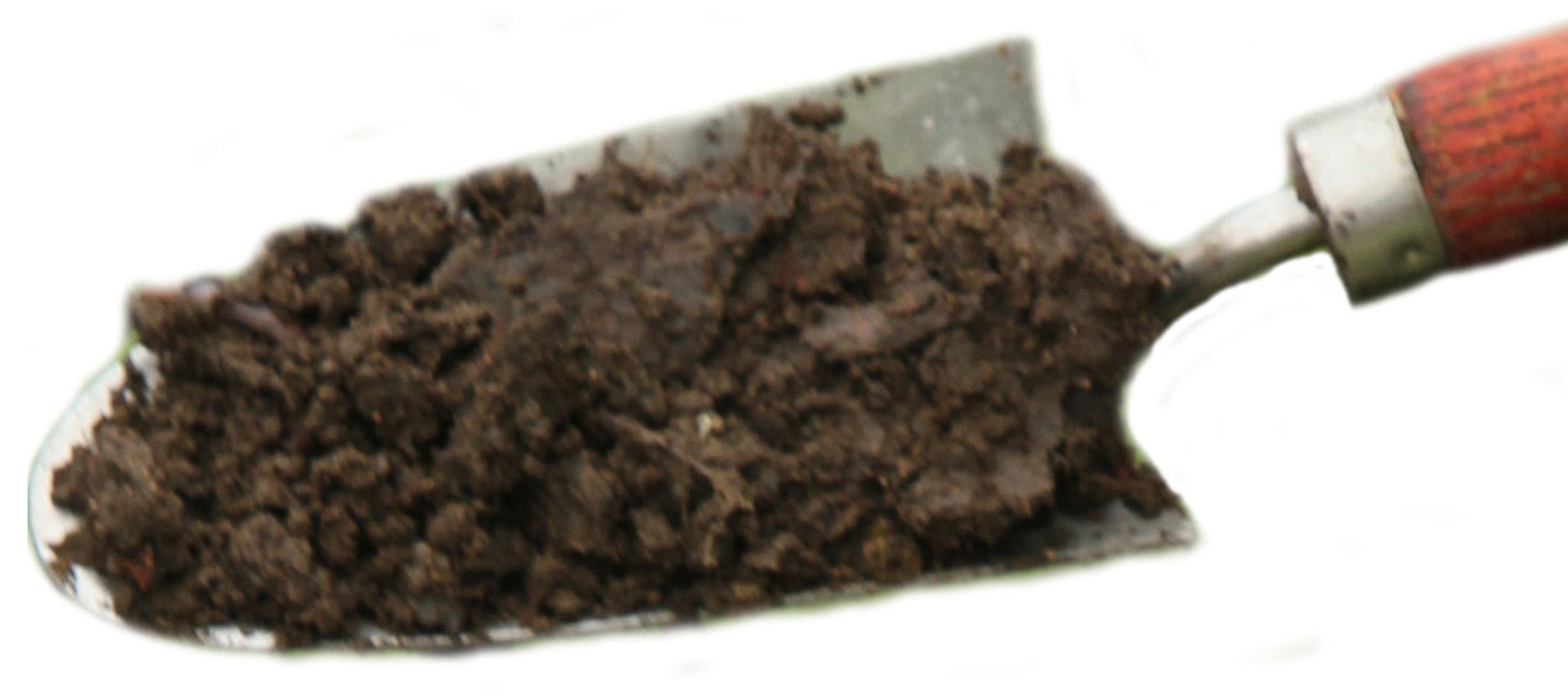 Collen Sterling of the Stark County Master Gardeners dig up plants that would be lost due to a a construction project at the Kremer Display Garden in Akron, Ohio, on April 20, 2013. The plants will be reused at Habitat for Humanity sites or sold. (Ed Suba Jr./Akron Beacon Journal/MCT) ORG XMIT: 1138126 ORG XMIT: MIN1305012315403341