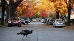A flock of wild turkey roamed the streets Tuesday in Northeast Minneapolis. ] ANTHONY SOUFFLE • anthony.souffle@startribune.com A flock of wild turk