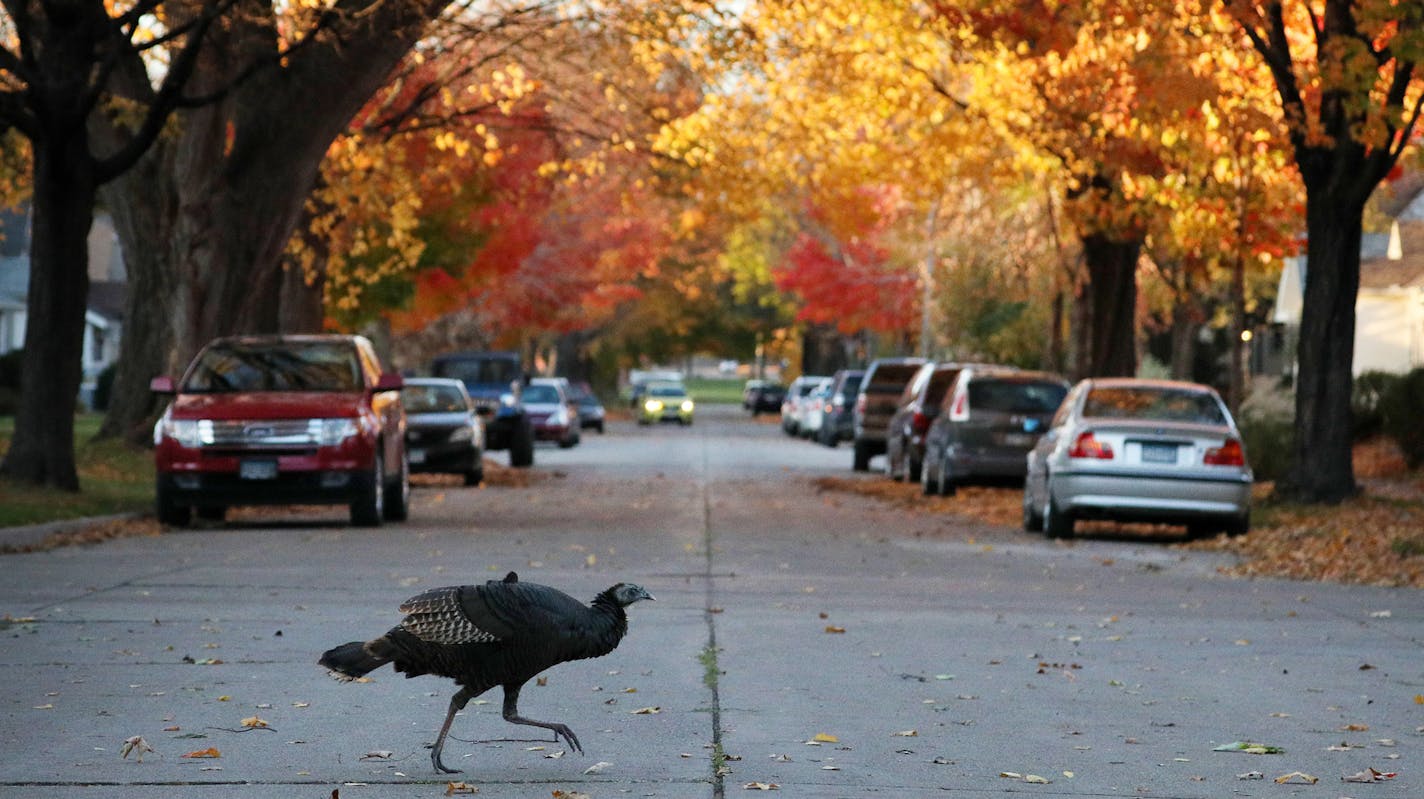 A flock of wild turkey roamed the streets Tuesday in Northeast Minneapolis. ] ANTHONY SOUFFLE • anthony.souffle@startribune.com A flock of wild turkeys roamed the streets Tuesday, Oct. 24, 2017 in Northeast Minneapolis.