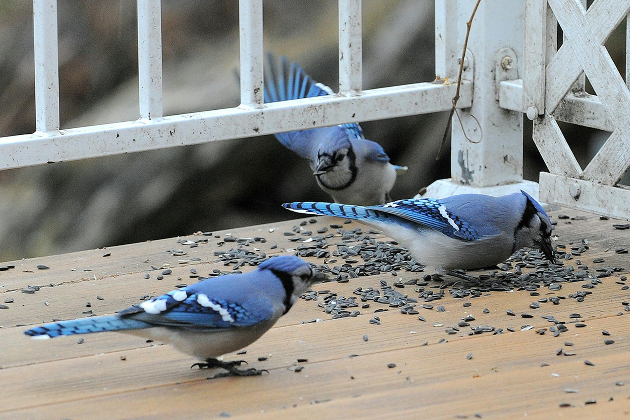 Blue jays gobble sunflower seeds.