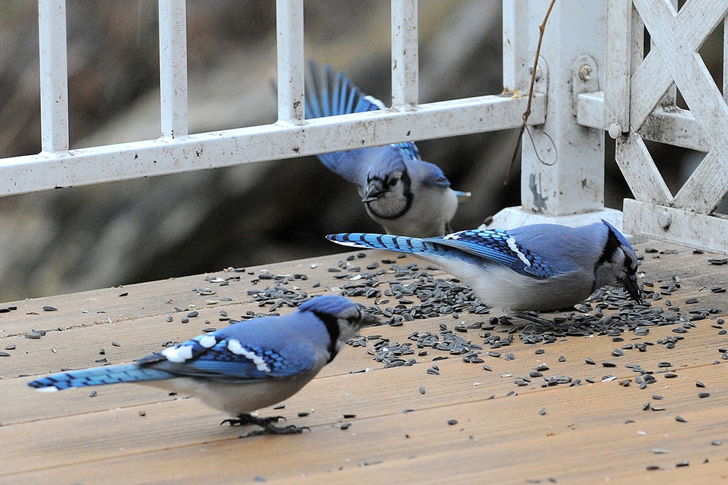 Blue jays gobble sunflower seeds.