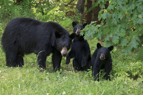 The Minnesota Department of Natural Resources would like to remind you that you don't know beans about bears.