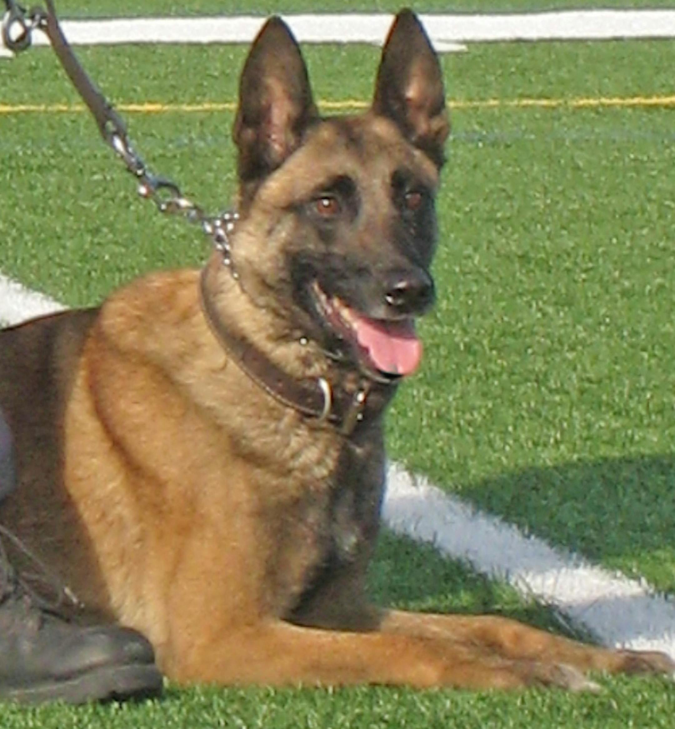 Niko was trained to find narcotics, search buildings and apprehend suspects.