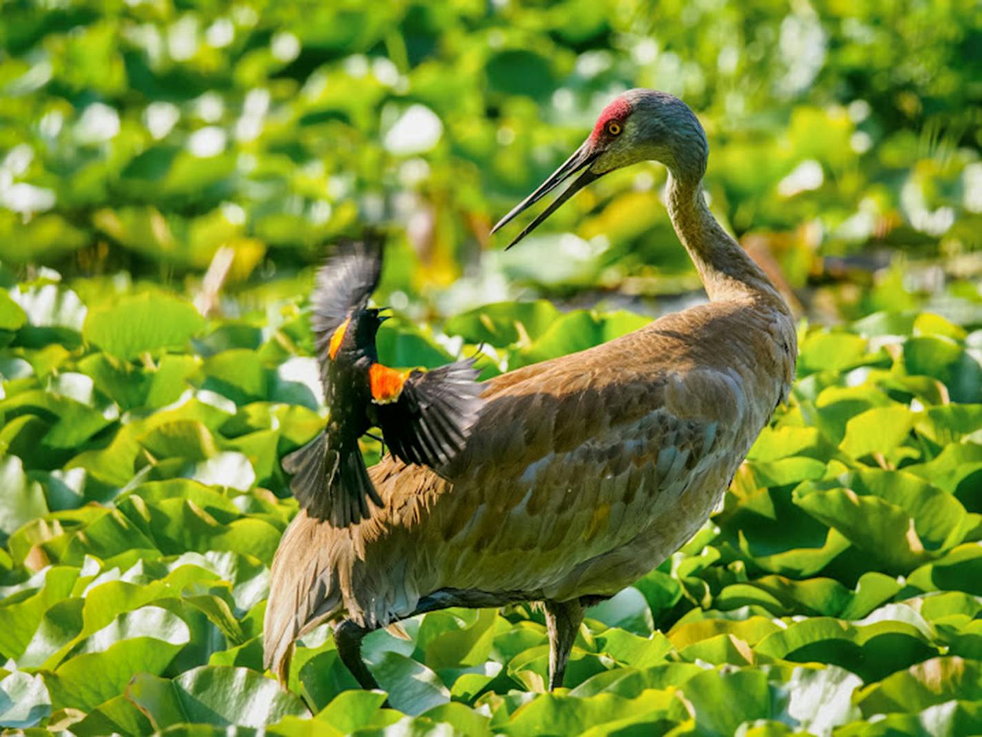 A red-winged blackbird flies very close to a sandhill crane. The blackbird has its wings fully extended. The crane is turning its head backward to look at the blackbird.