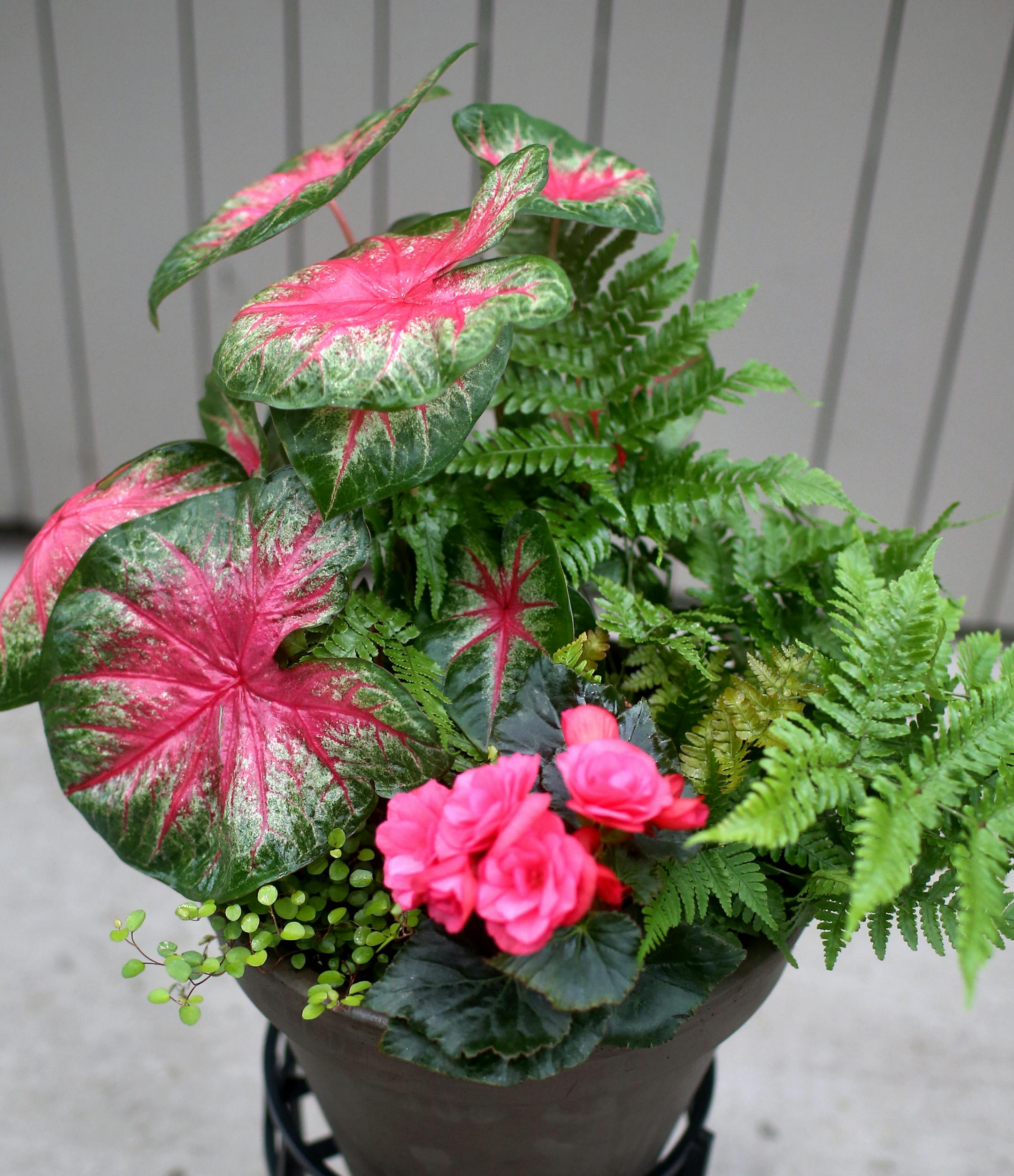 Painting in a pot: Shade container garden from Sunnyside Gardens