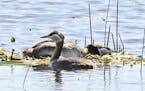 Red-necked grebes mating