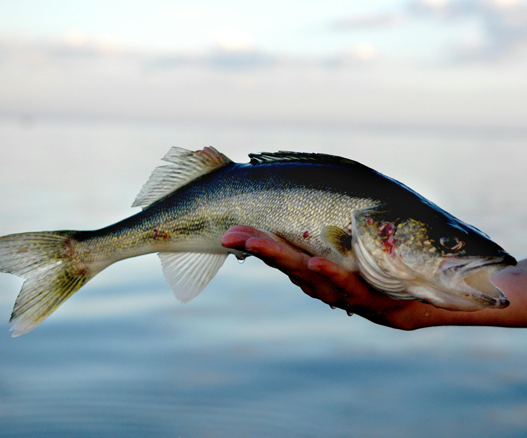 A walleye is the traditional pursuit at Mille Lacs, though smallmouth bass and muskies draw anglers now.