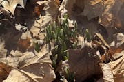 Snowdrops poking through dry leaves.