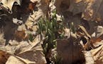 Snowdrops poking through dry leaves.
