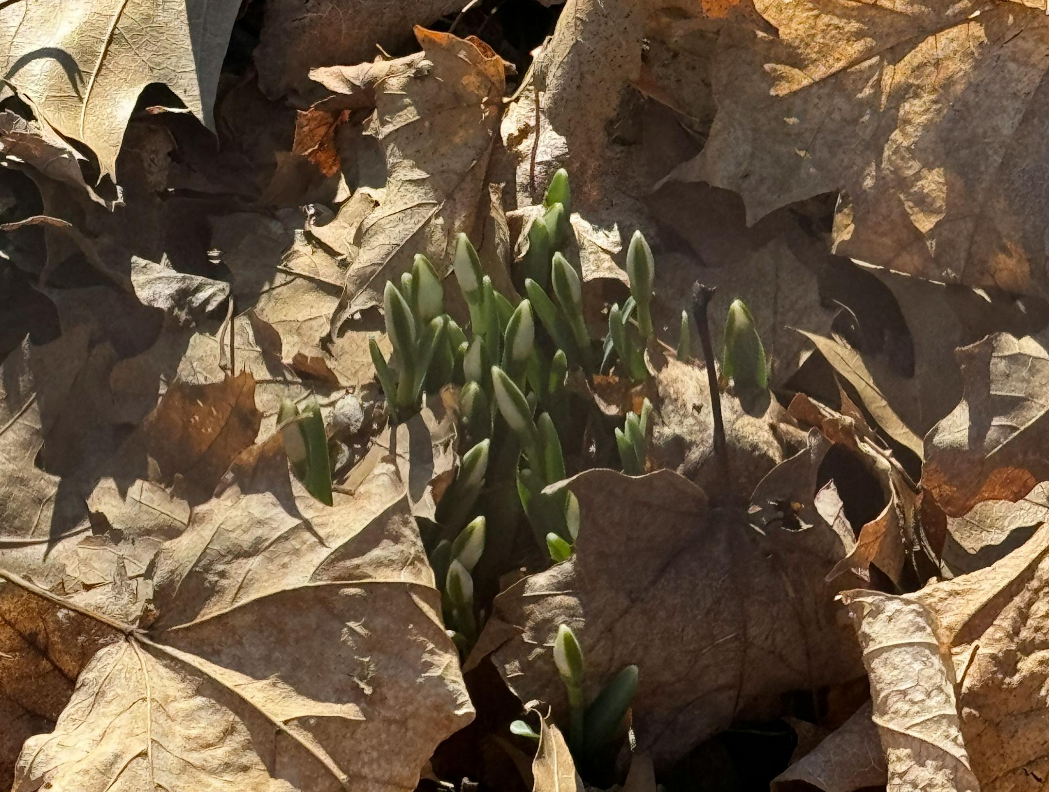 Snowdrops poking through dry leaves.