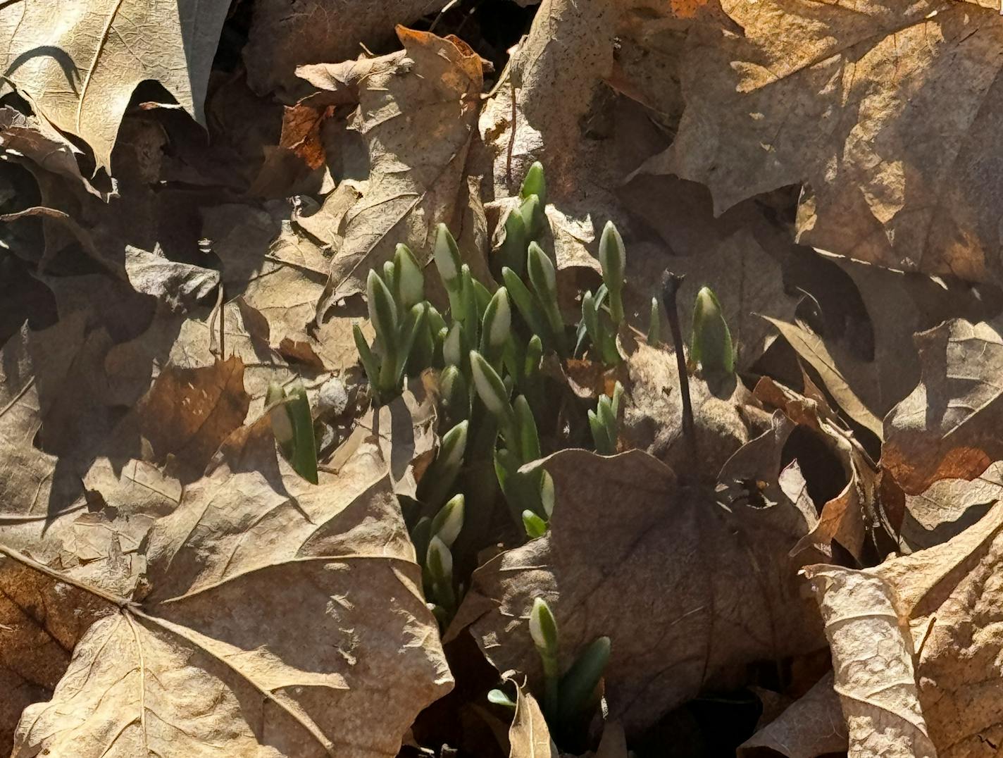 Snowdrops poking through dry leaves.