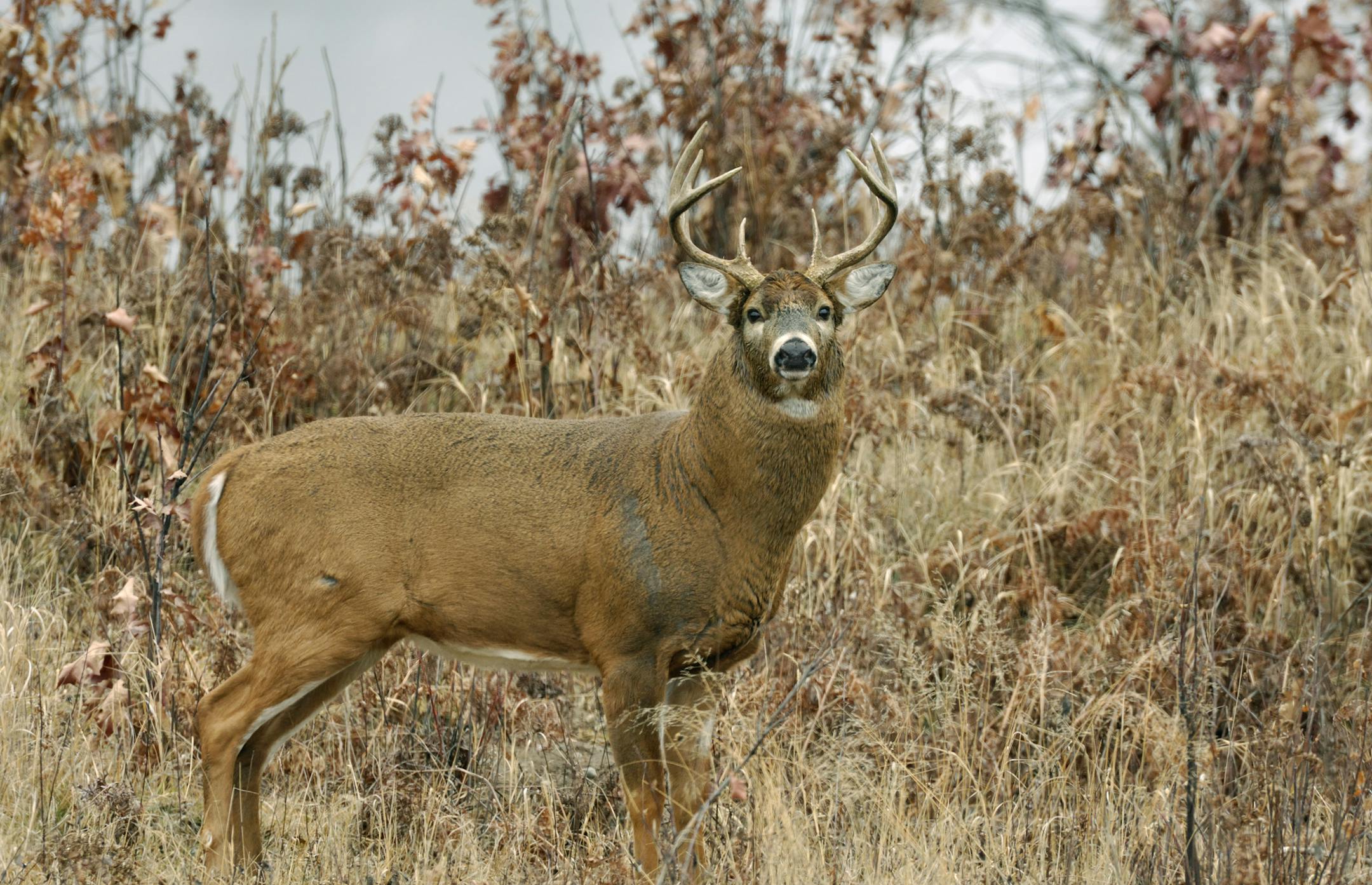 Often when a buck responds to antler rattling, the hair on its neck and and shoulders will be standing on end.